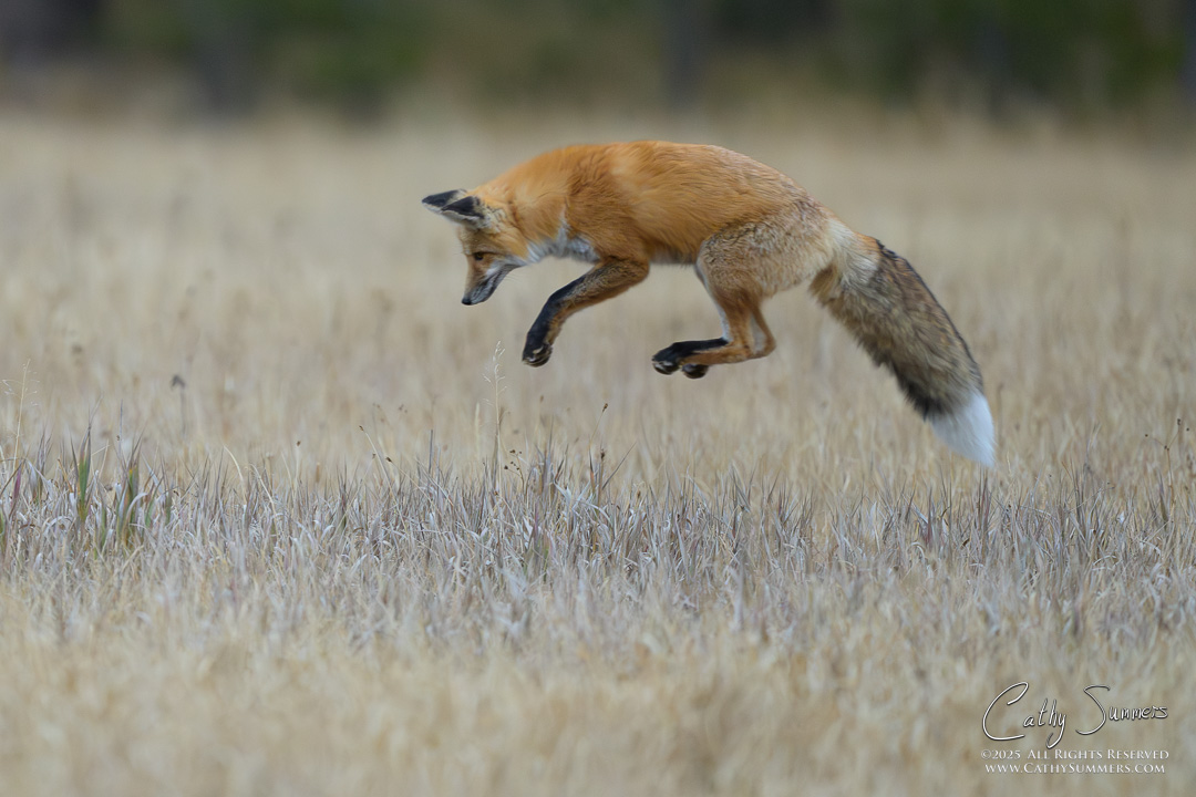 Red Fox Pouncing in Yellowstone National Park
