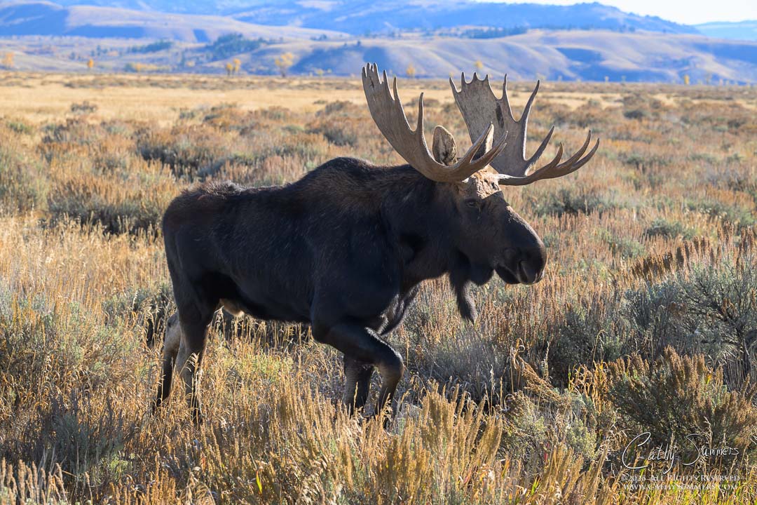 Bull Moose in Grand Teton National Park