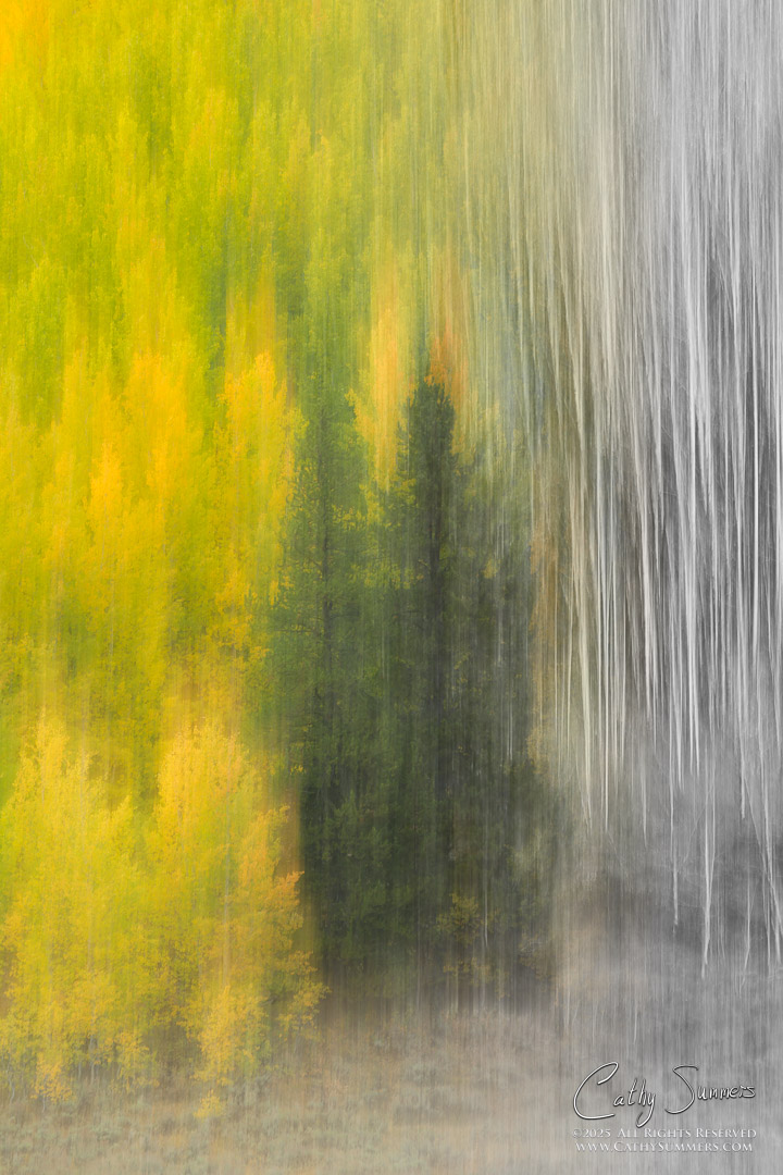 Aspens and Pine Trees - Intentional Camera Movement in Grand Teton National Park