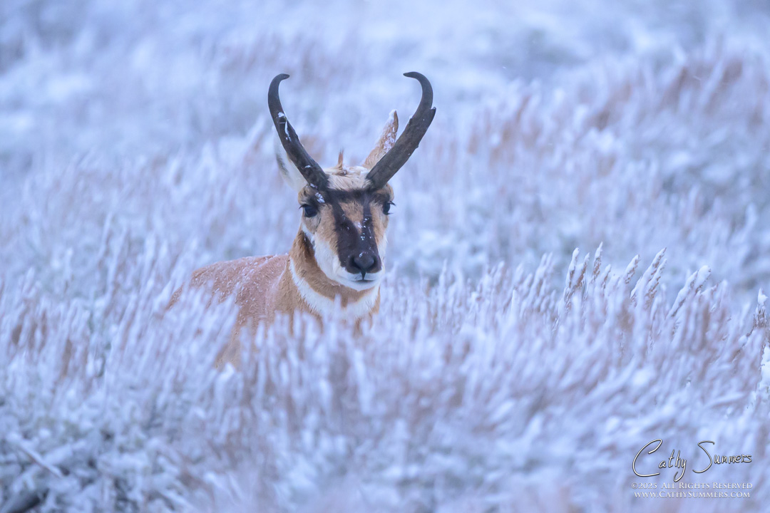 Pronghorn Antelope Buck on a Snowy October Morning in Grand Teton National Park