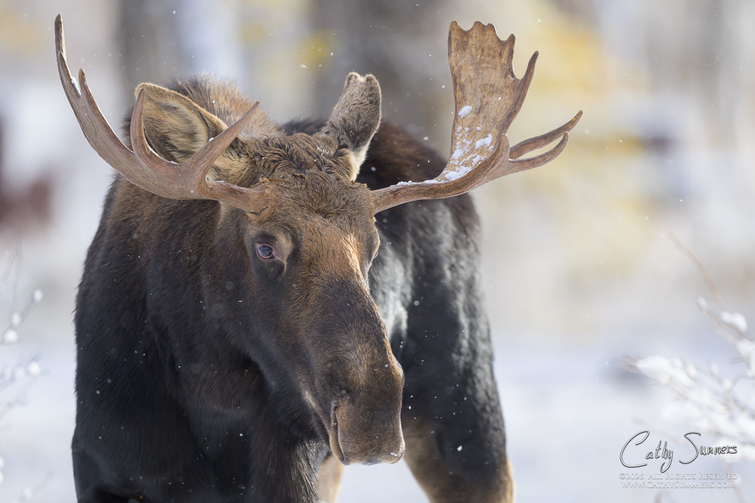 Bull Moose in the Snow at Gros Ventre Campground, Grand Teton National Park on an Autumn Morning