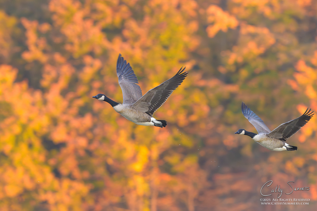 Candian Gees in Flight on an Autumn Morning at Huntley Meadows