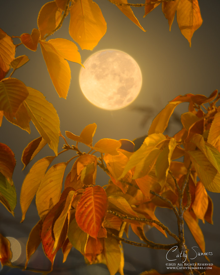 Autumn Moon Framed By Cherry Tree Leaves at the Tidal Basin