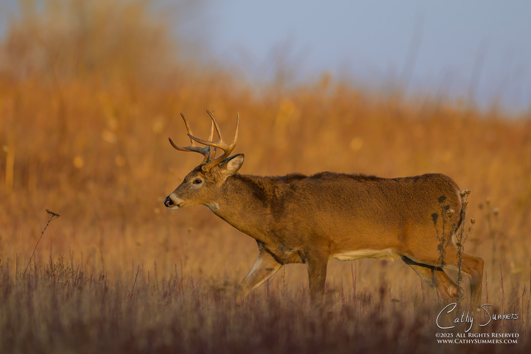 White Tailed Deer Buck in Big Meadows on an Autumn Morning