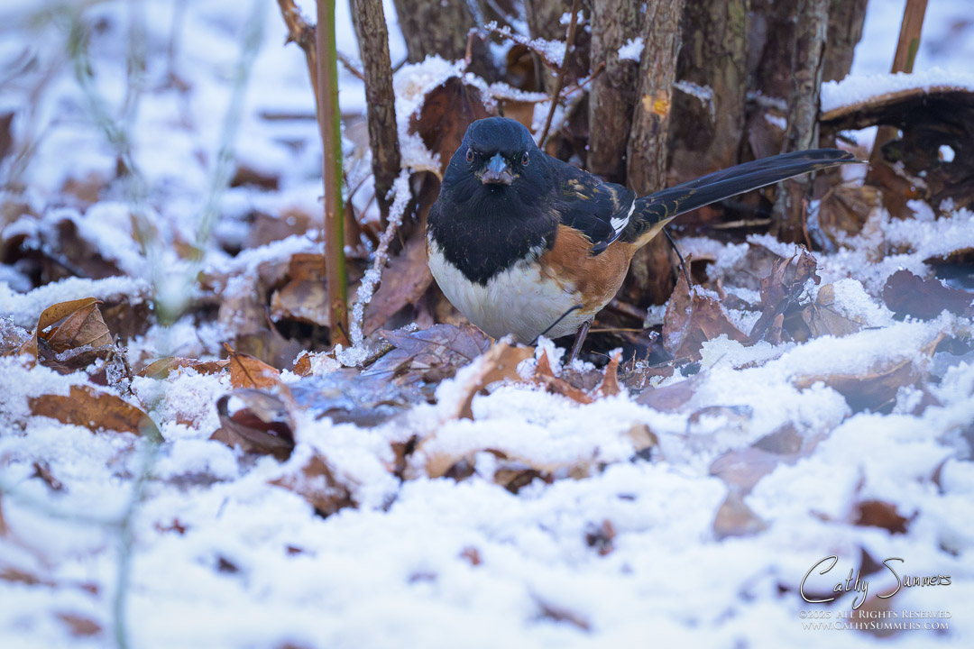 Eastern Towhee on a Snowy Day at Huntley Meadows