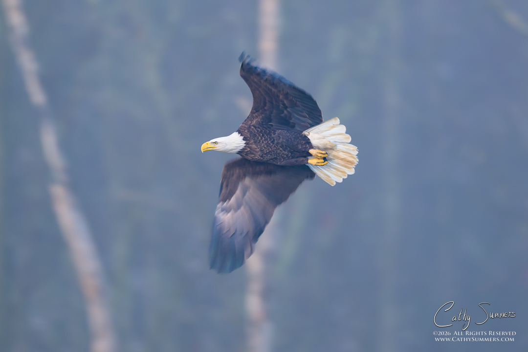 Bald Eagle at Huntley Meadows