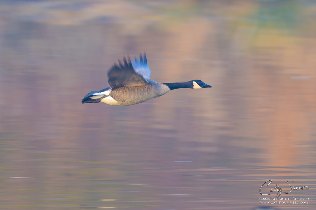 Canadian Goose in Flight - Panned