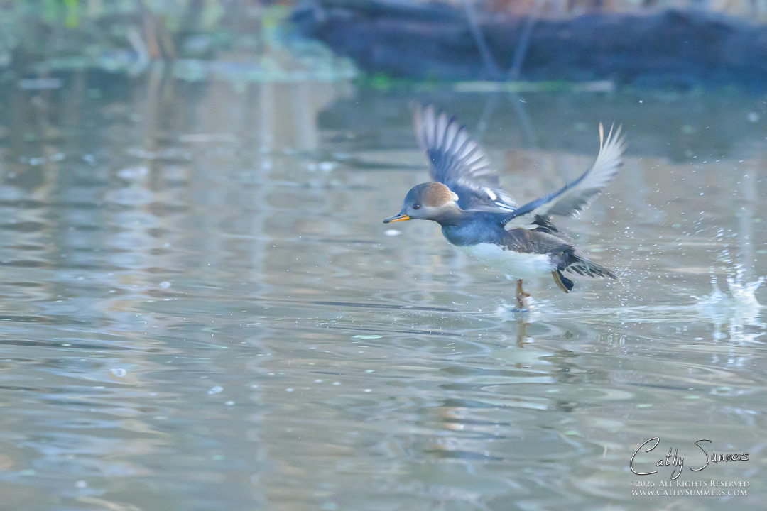 Hooded Merganser Hen Taking Off at Huntley Meadows