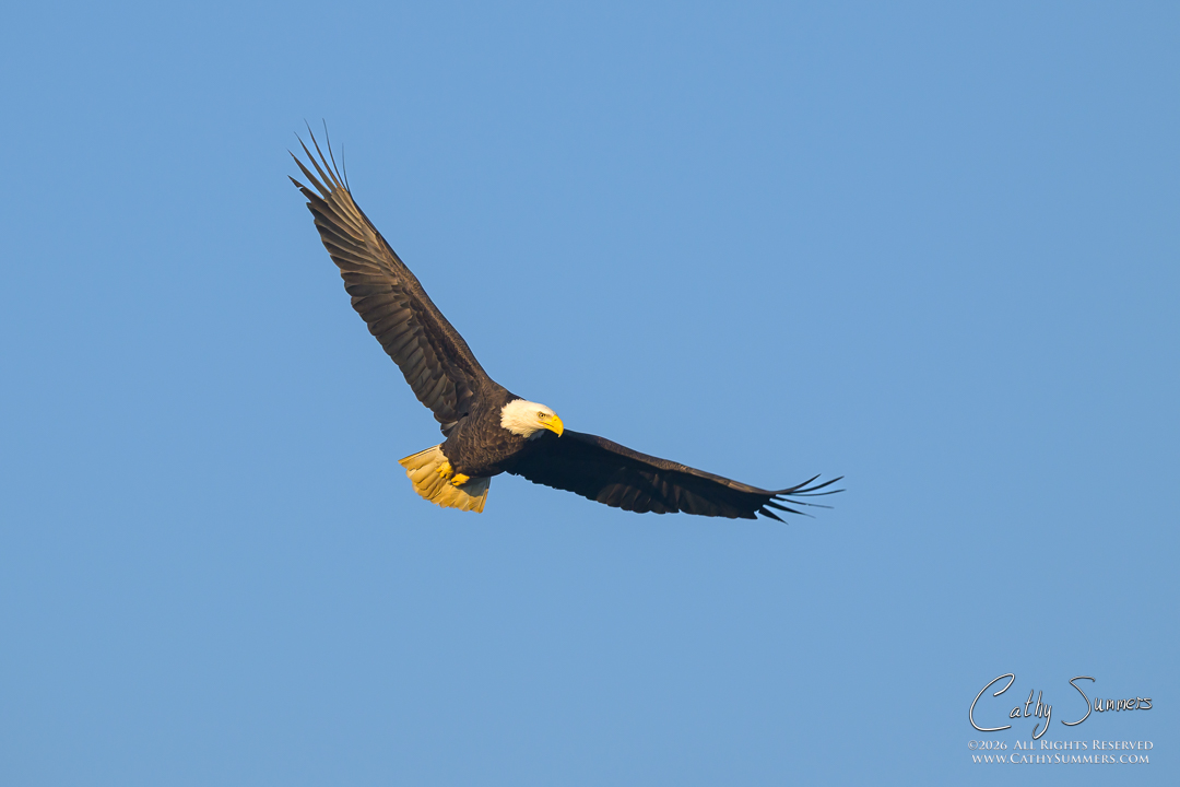 Bald Eagle in Flight Over Huntley Meadows