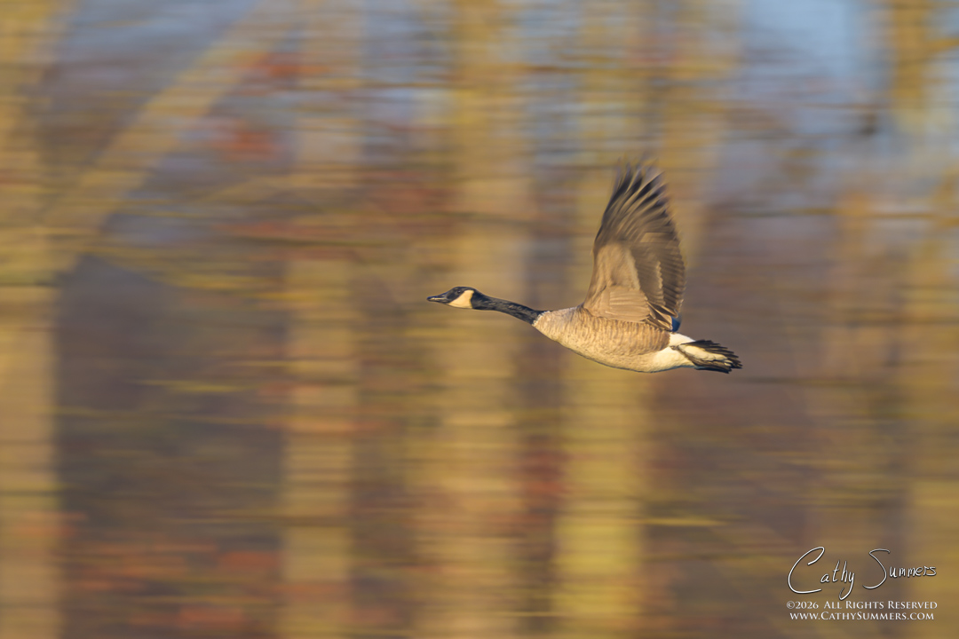 Canadian Goose in Flight - Panned