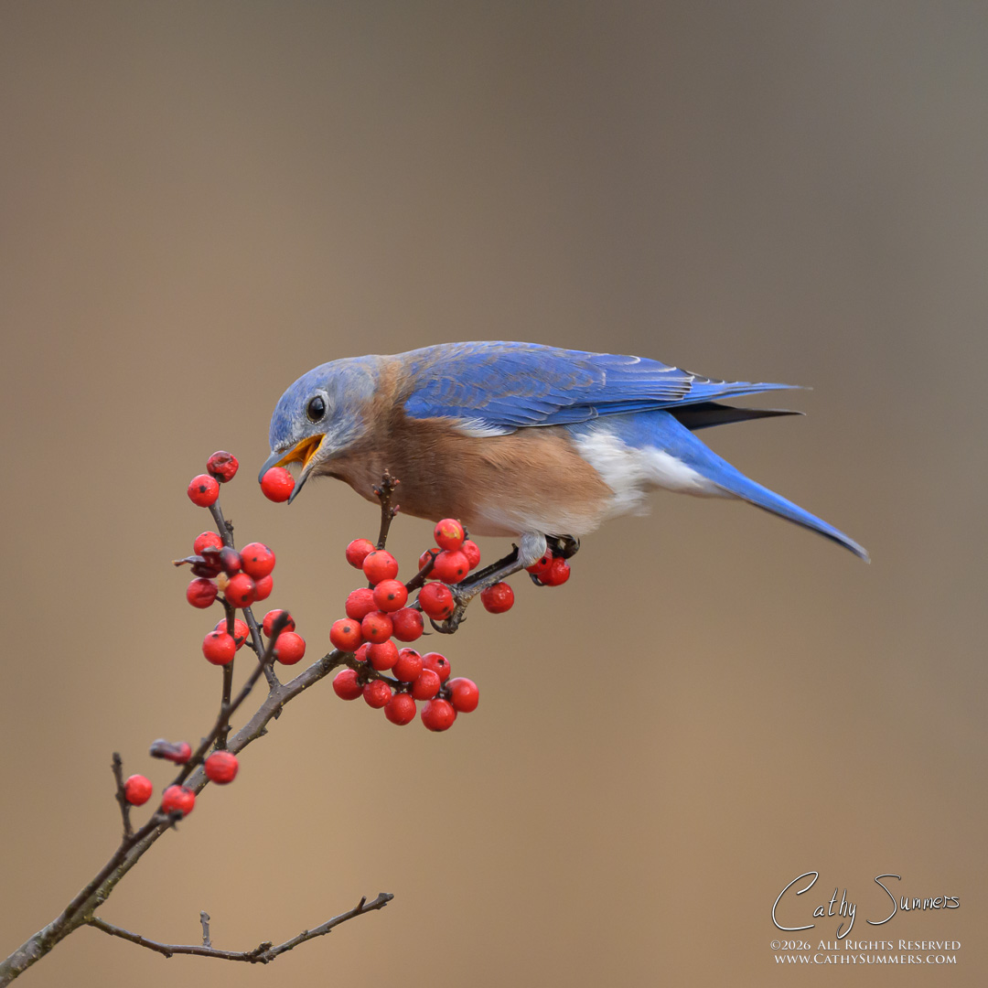 Blueburd and Berries at Huntley Meadows