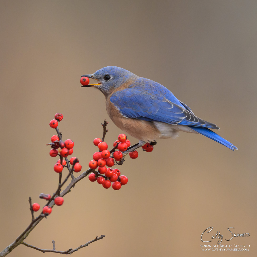 Blueburd and Berries at Huntley Meadows