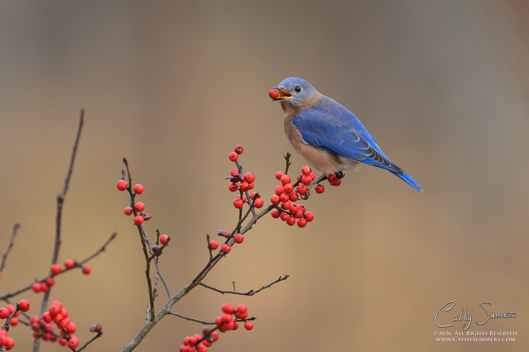 Blueburd and Berries at Huntley Meadows