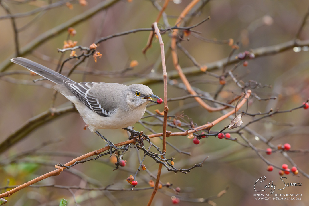 Northern Mockingbird at Huntley Meadows