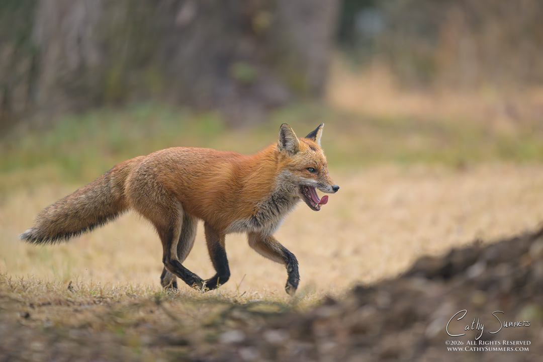 Falls Church Fox