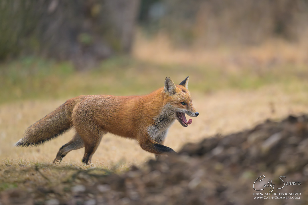 Falls Church Fox