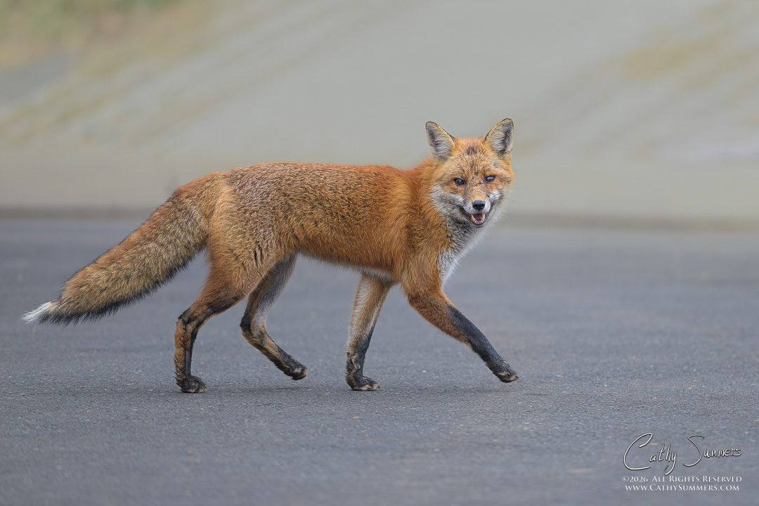 Falls Church Fox