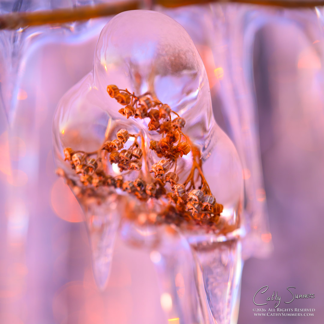 Sunrise Colors and Ice on Skyline Drive, Shenandoah National Park