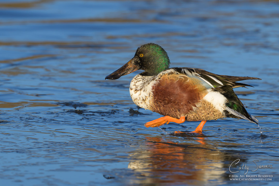 Northern Shoveler Walking on (frozen) Water at Huntley Meadows