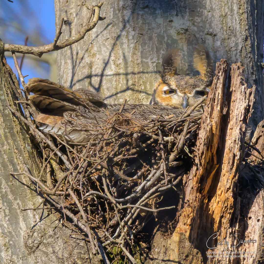 Great Horned Owl in Its Nest at Huntley Meadows