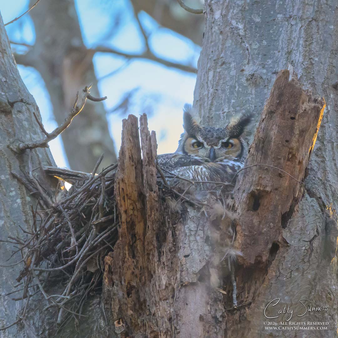 Great Horned Owl on Its Nest - Composite Photo / Exposure Blend