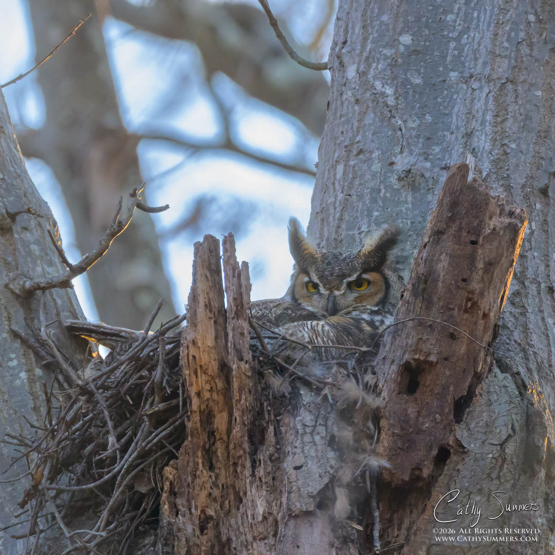 Great Horned Owl on Its Nest