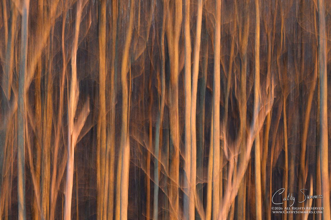 Trees at Sunset on a Winter Day at Huntley Meadows #1