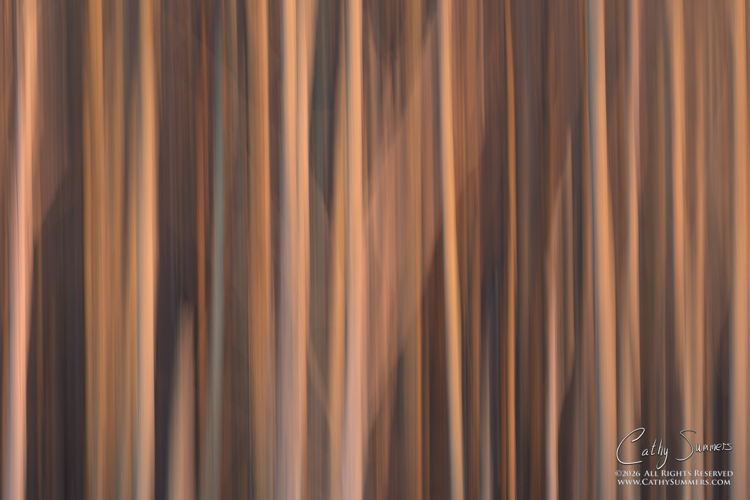 Trees at Sunset on a Winter Day at Huntley Meadows #5