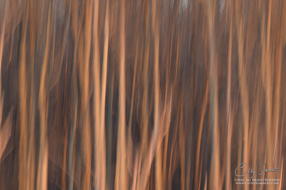 Trees at Sunset on a Winter Day at Huntley Meadows #3