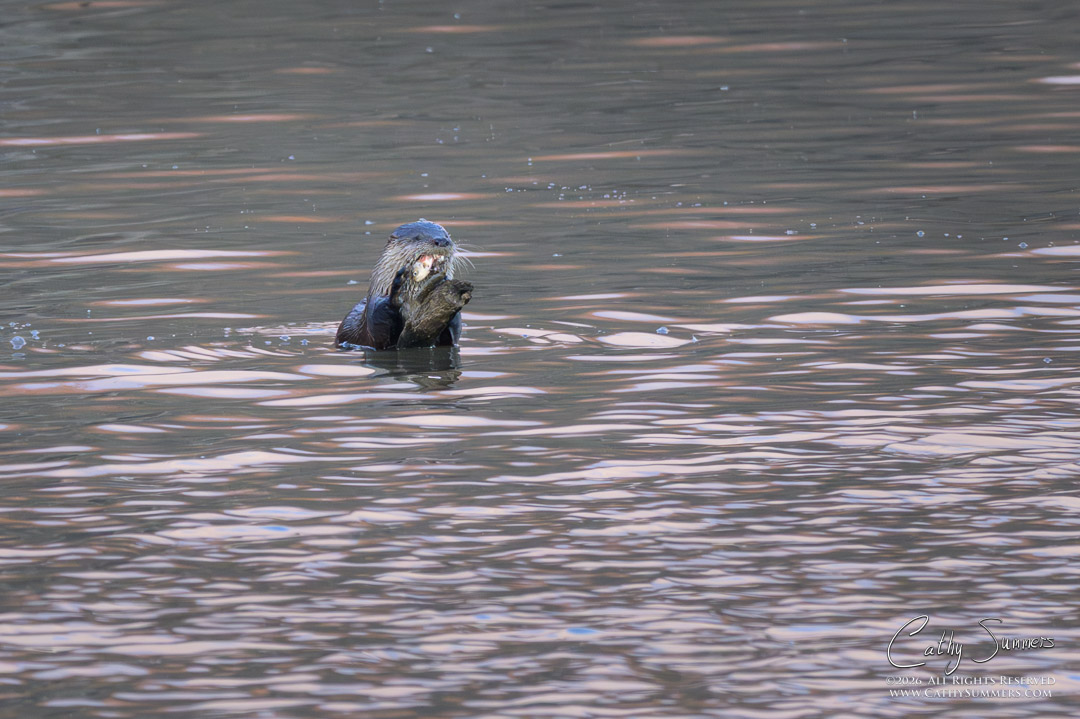 Otter Enjoys Breakfast at Huntley Meadows