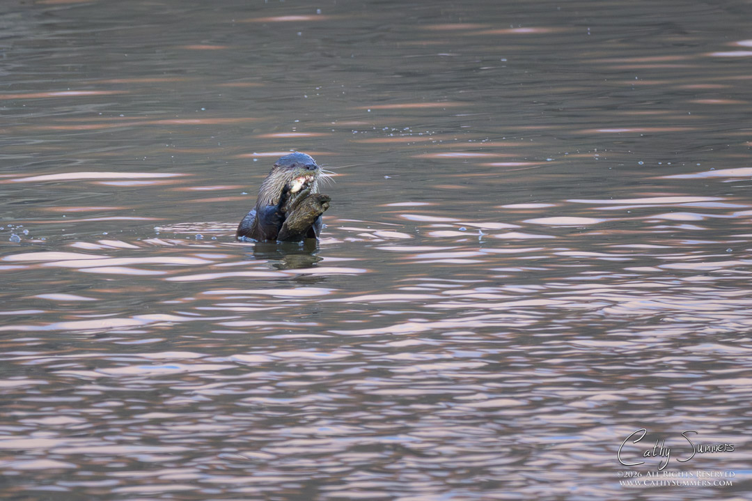 Otter Enjoys Breakfast at Huntley Meadows