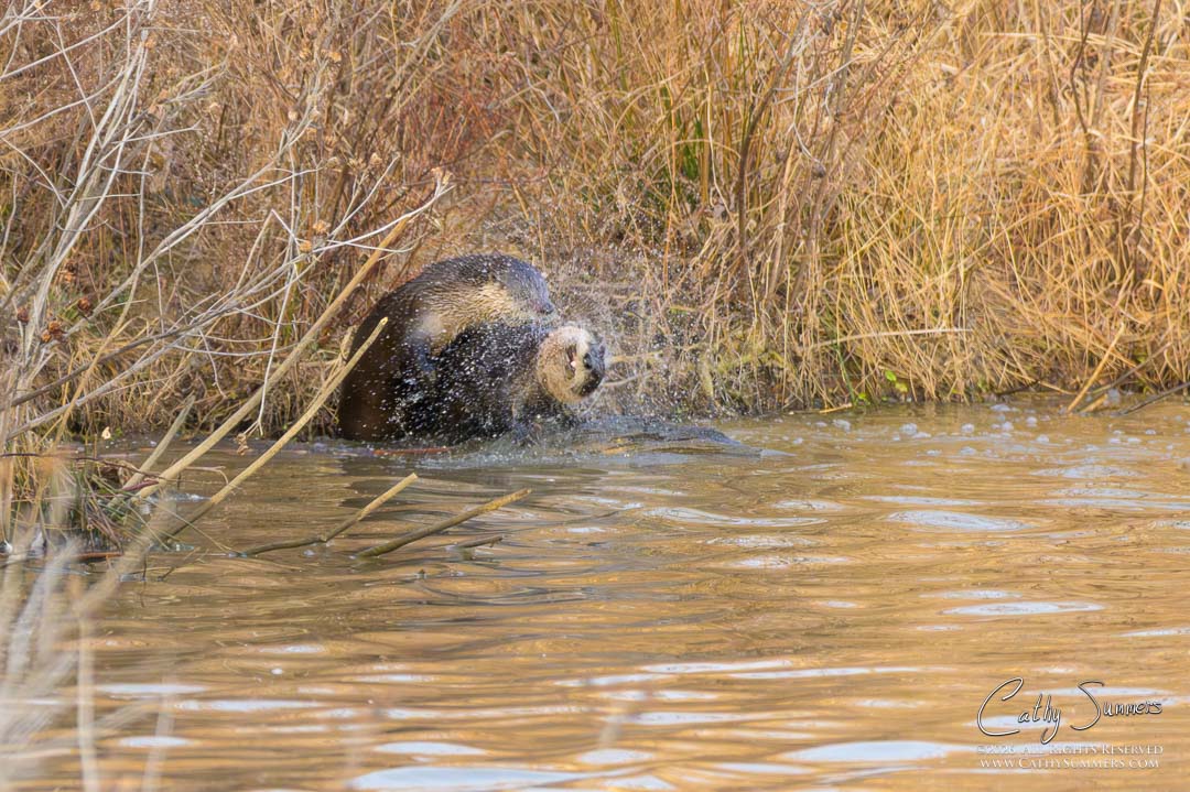 Otters Mating at Huntley Meadows