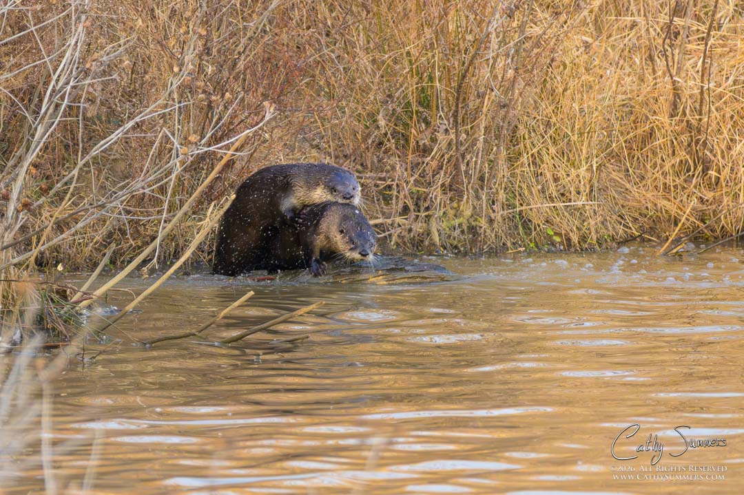 Otters Mating at Huntley Meadows