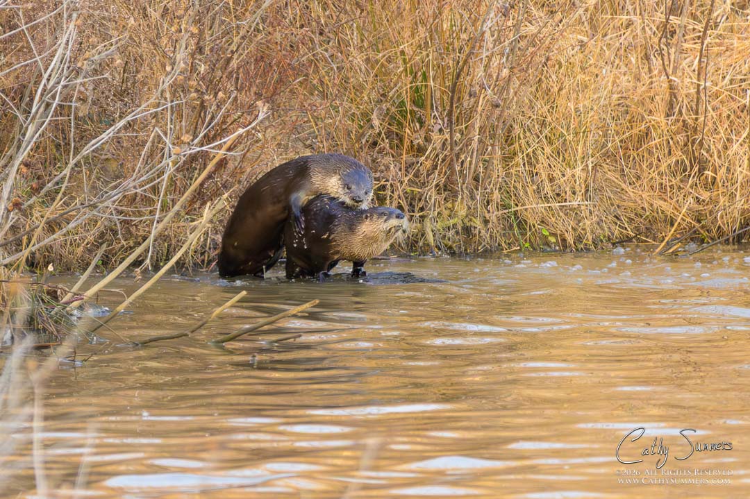 Otters Mating at Huntley Meadows