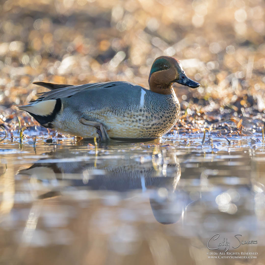 Backlit Green Winged Teal Drake at Huntley Meadows