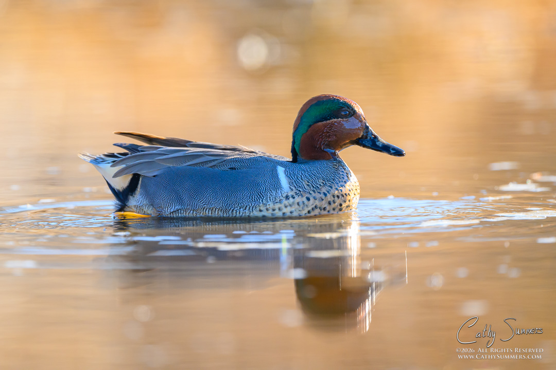 Backlit Green Winged Teal Drake at Huntley Meadows