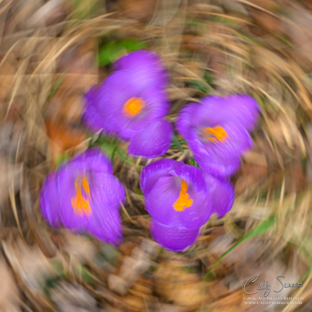Crocus Swirl - Intentional Camera Movement