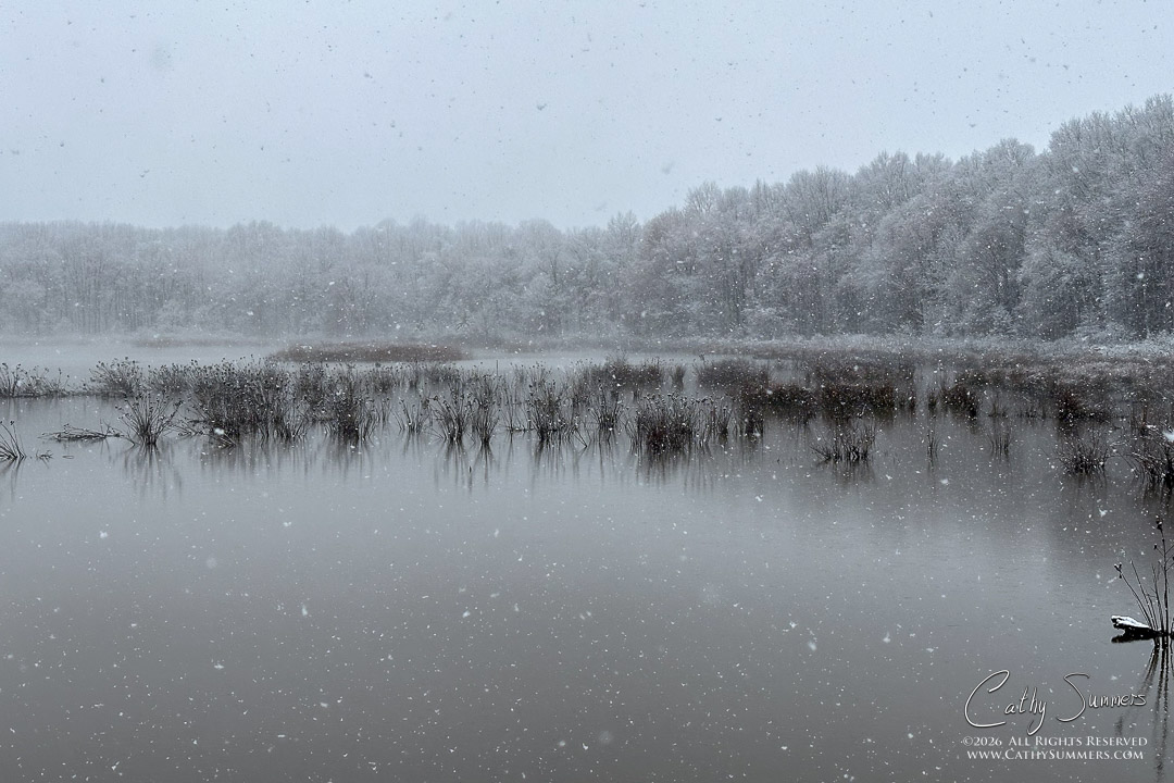 Snow Falling on a Spring Day at Huntley Meadows