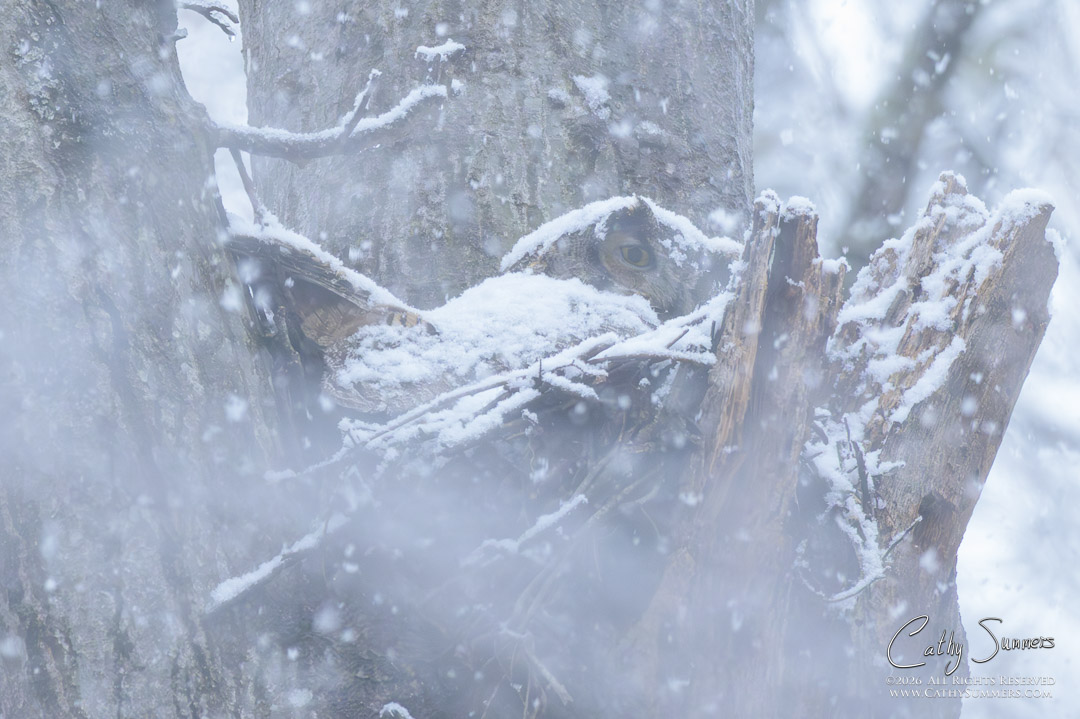 Great Horned Owl on Its Nest During a Spring Snowstorm at Huntley Meadows