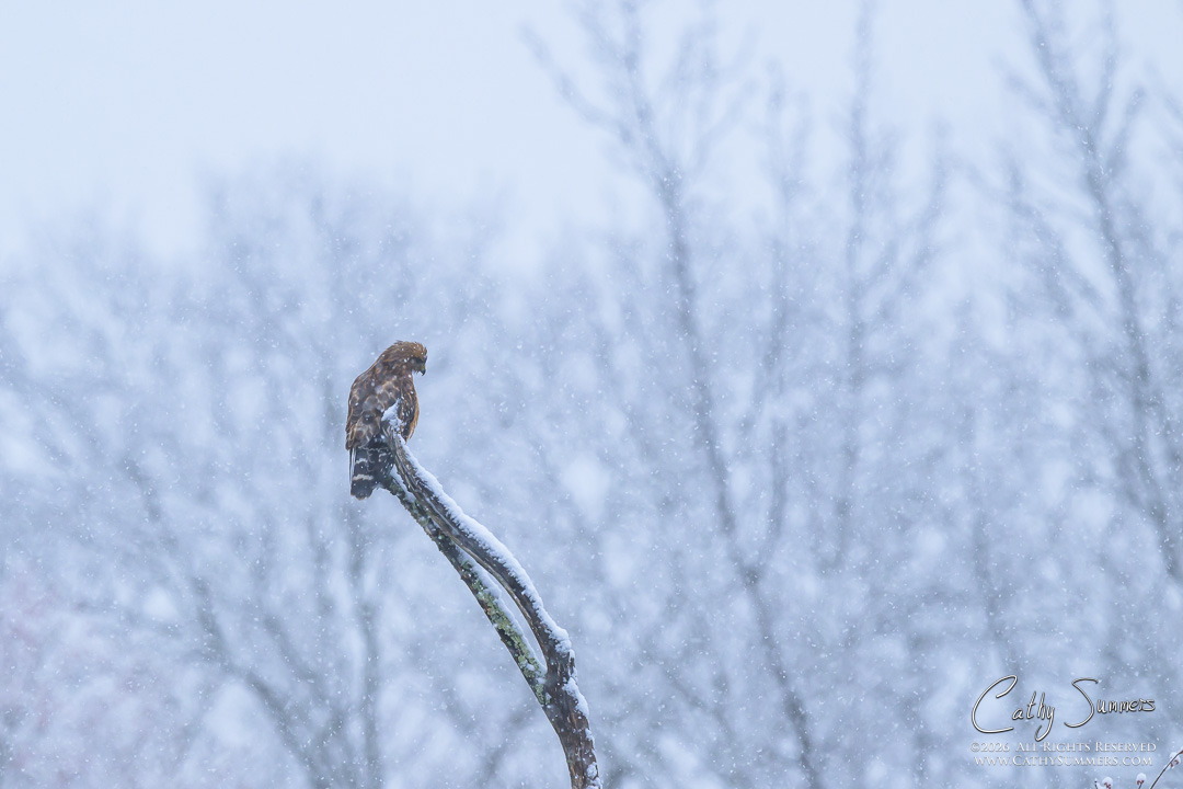Red Shouldered Hawk on a Snowy Spring Afternoon at Huntley Meadows