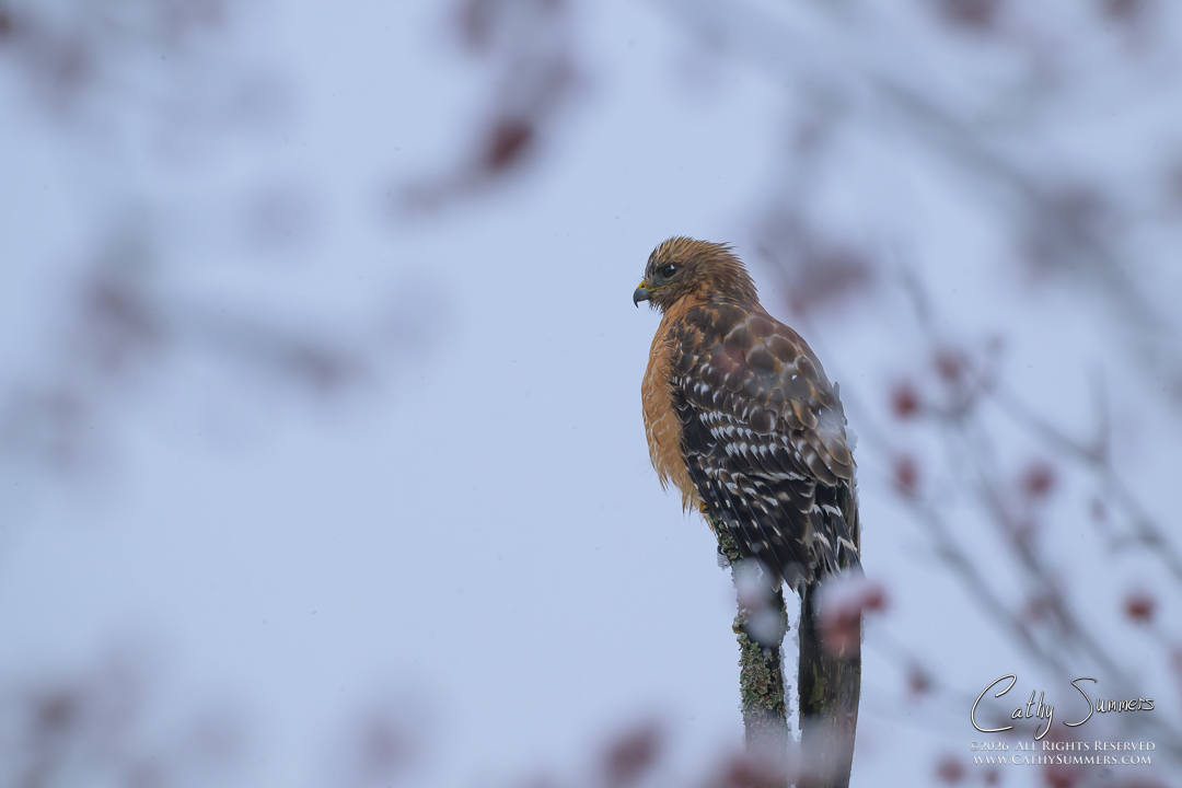 Red Shouldered Hawk on a Snowy Spring Afternoon at Huntley Meadows