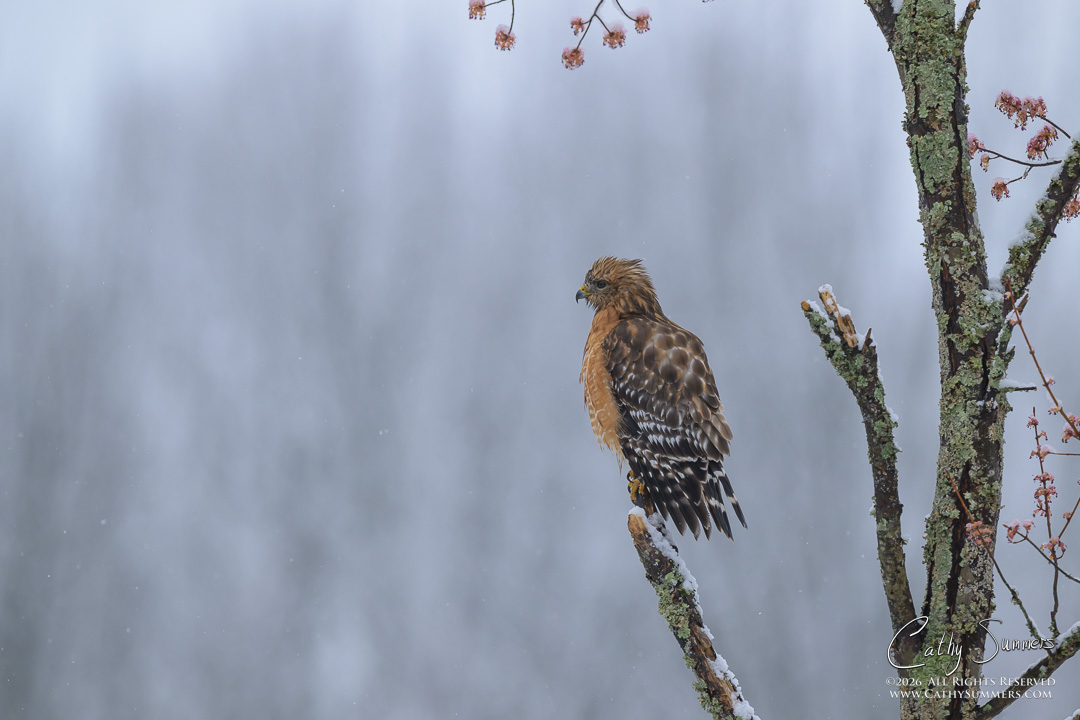 Red Shouldered Hawk on a Snowy Spring Afternoon at Huntley Meadows