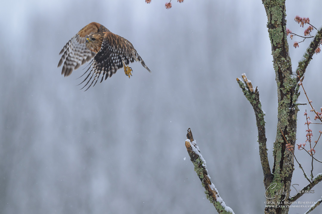 Red Shouldered Hawk Takes Flight on a Snowy Spring Afternoon at Huntley Meadows