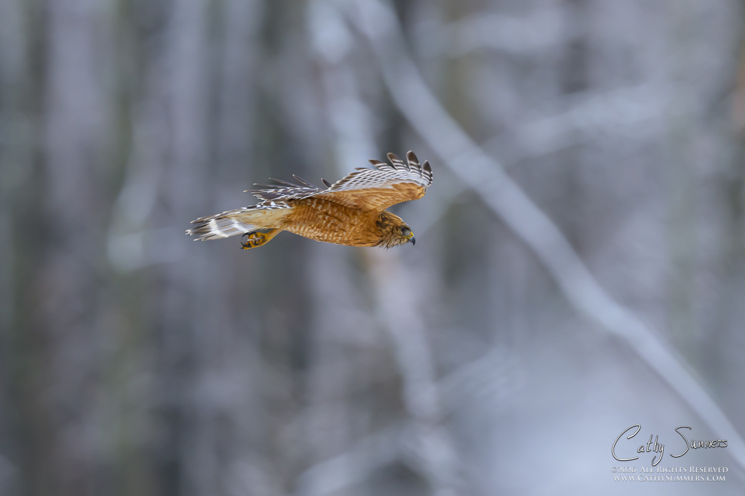 Red Shouldered Hawk in Flight on a Snowy Spring Afternoon at Huntley Meadows