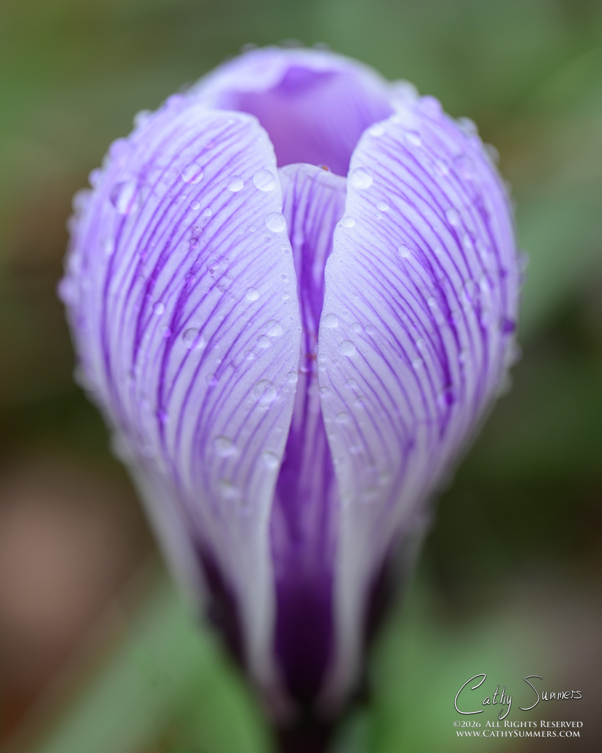Crocus in the Rain