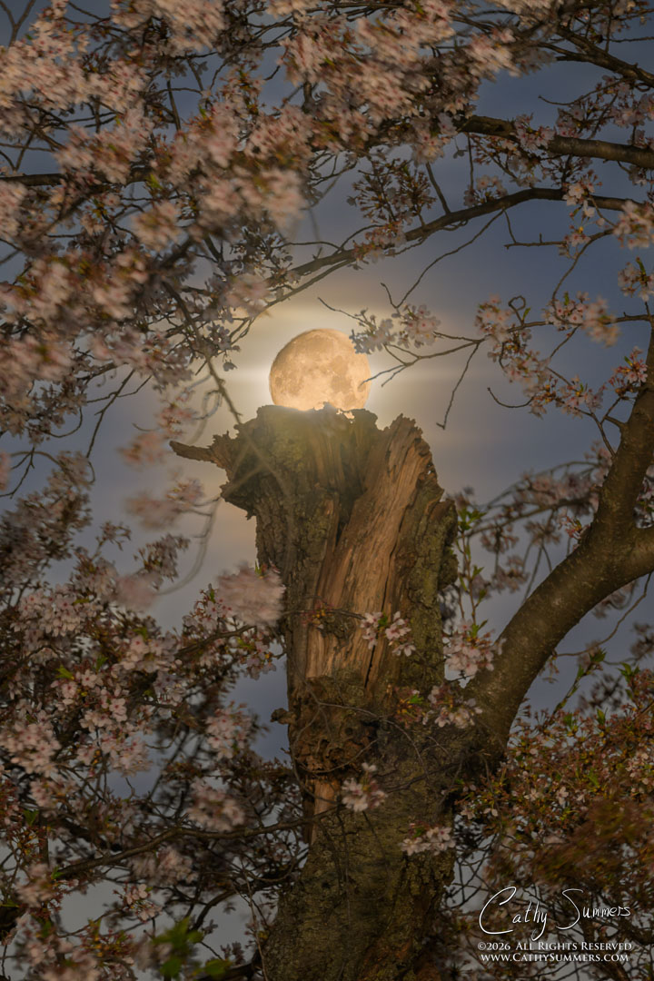 Waxing Gibbous Moon and Cherry Tree - Composite Photo / Exposure Blend