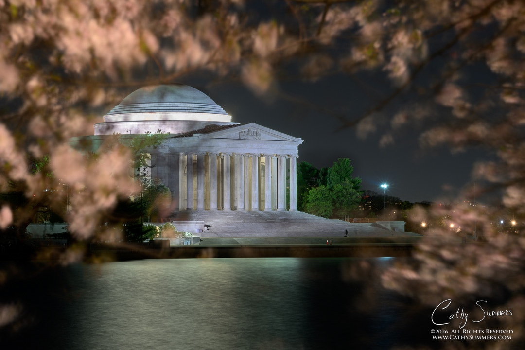 Cherry Blossoms Lit by Morning Commuters Framing the Jefferson Memorial
