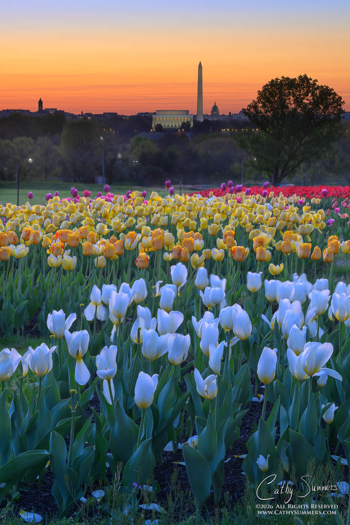 Tulips and Monuments at Dawn - Composite Photo / Exposure Blend and Focus Stack