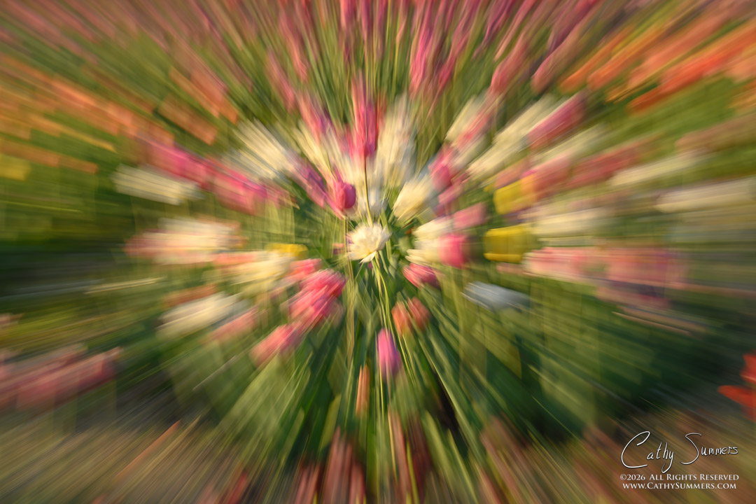 Spring Exploding - Tulips ICM at the Netherlads Carillon - Handheld Zoom