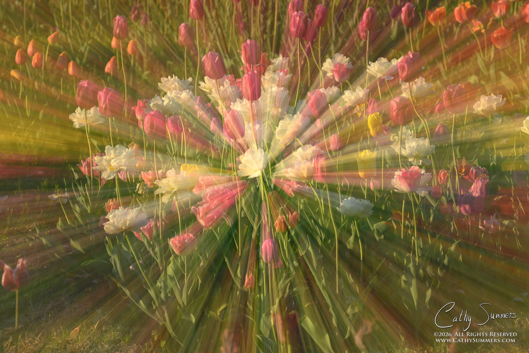 Spring Exploding - Tulips ICM at the Netherlads Carillon - Handheld Zoom